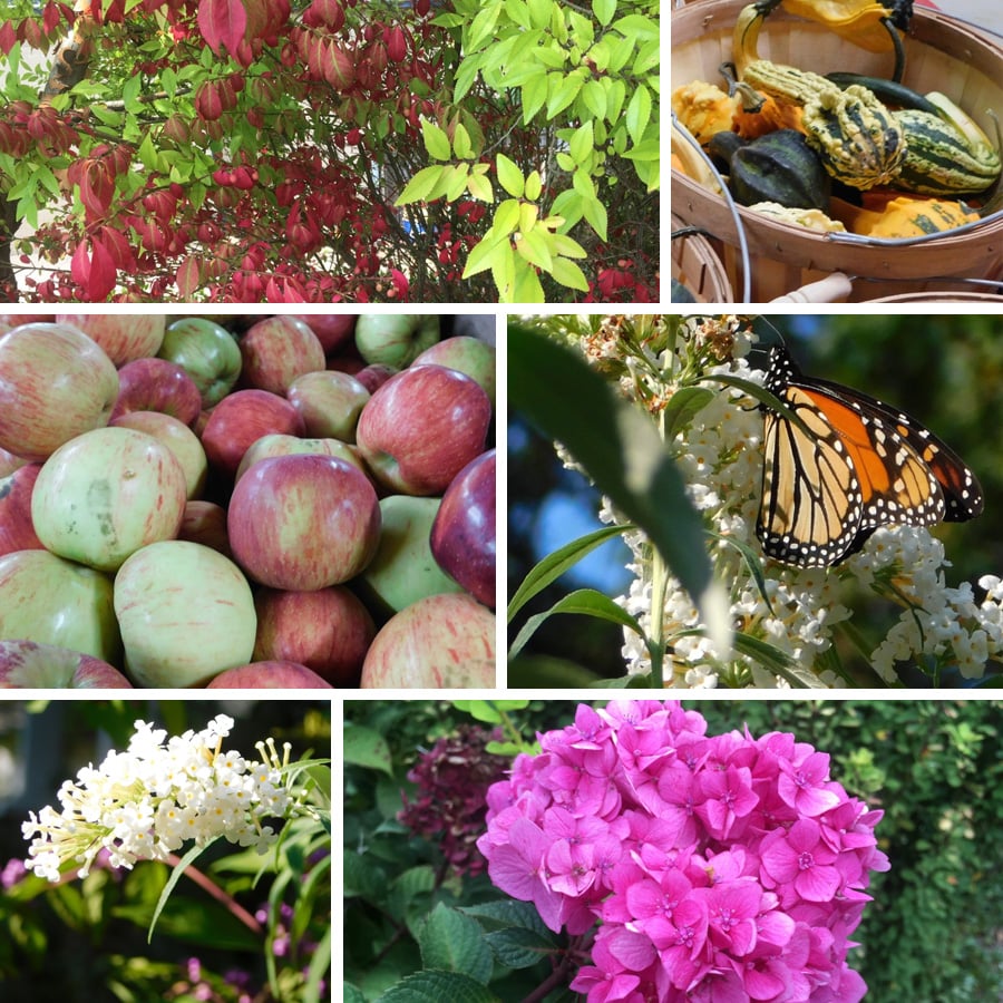 Hendersonville Week 2